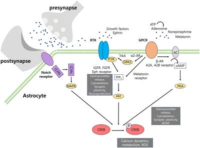 Cyclic AMP response element-binding protein (CREB) transcription factor in astrocytic synaptic communication